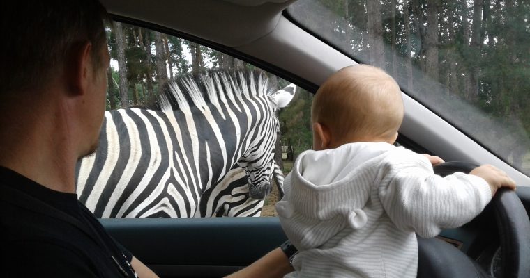 Safari Zoo au Domaine de Thoiry